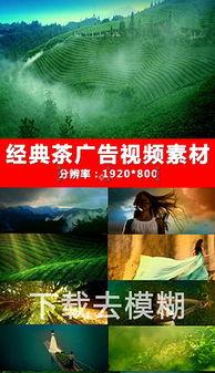 茶叶爆料视频素材下载大全